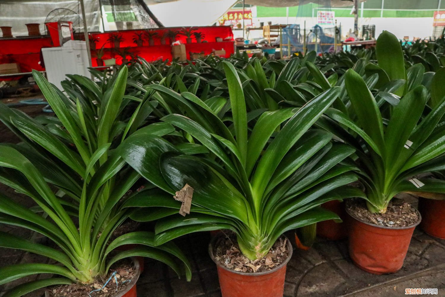 君子兰的怎么才能开花 君子兰怎么养才能开花，君子兰开花有什么兆头