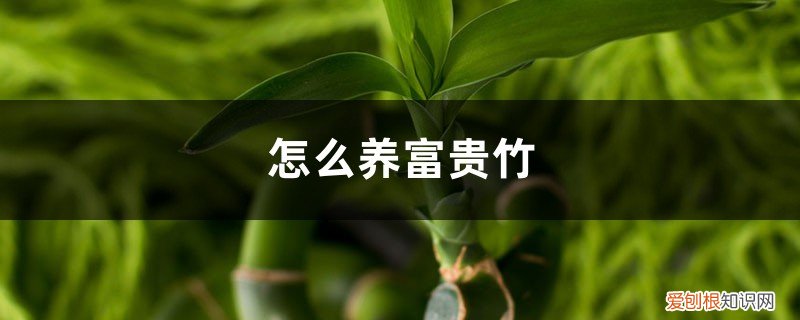 请问富贵竹怎么养 怎么养富贵竹，富贵竹图片