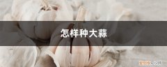 种大蒜需要什么肥料最好 怎样种大蒜，种大蒜用什么肥料好