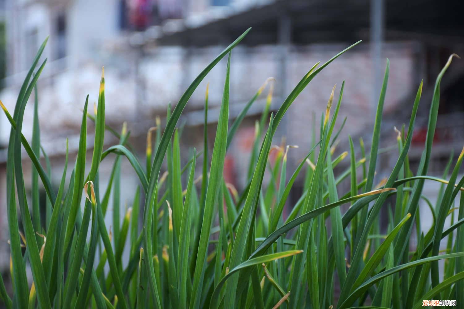 韭菜怎样种植技术 韭菜怎么种，韭菜种植技术