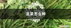 韭菜怎样种植技术 韭菜怎么种，韭菜种植技术