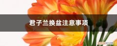 君子兰换土换盆后注意什么 君子兰换盆注意事项，君子兰换土后啥时浇水