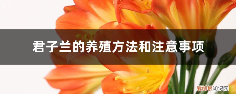 君子兰花怎么养殖方法和注意事项 君子兰的养殖方法和注意事项，君子兰怎么养