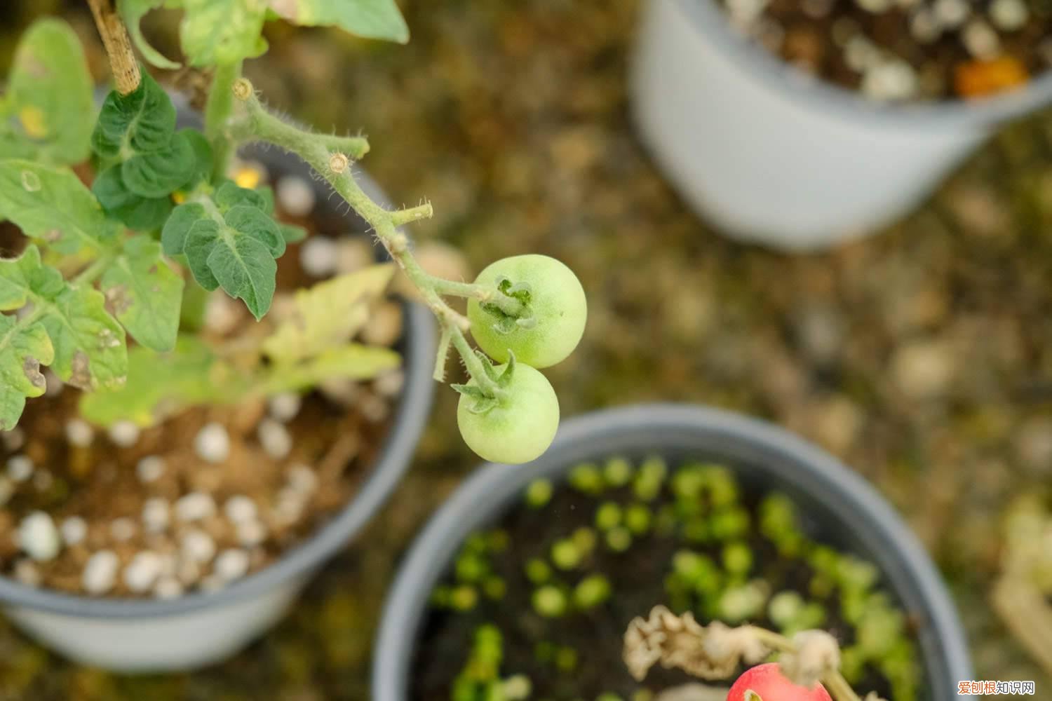 西红柿种植技术介绍 西红柿种植方法，西红柿价格