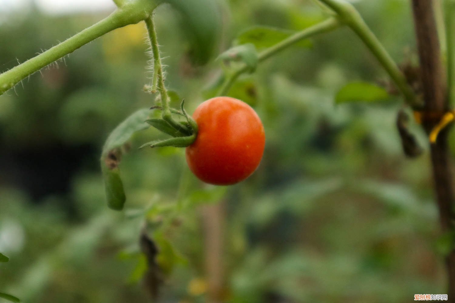 番茄种植方法,番茄图片大全 番茄种植方法，番茄图片