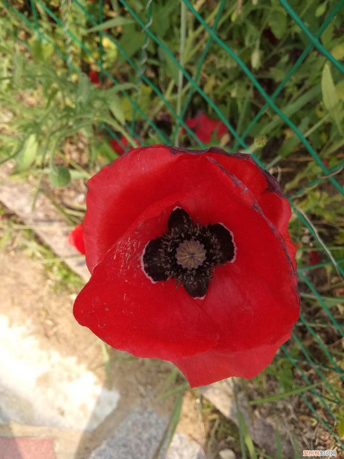 虞美人花什么时候播种? 虞美人什么时候播种，虞美人花图片