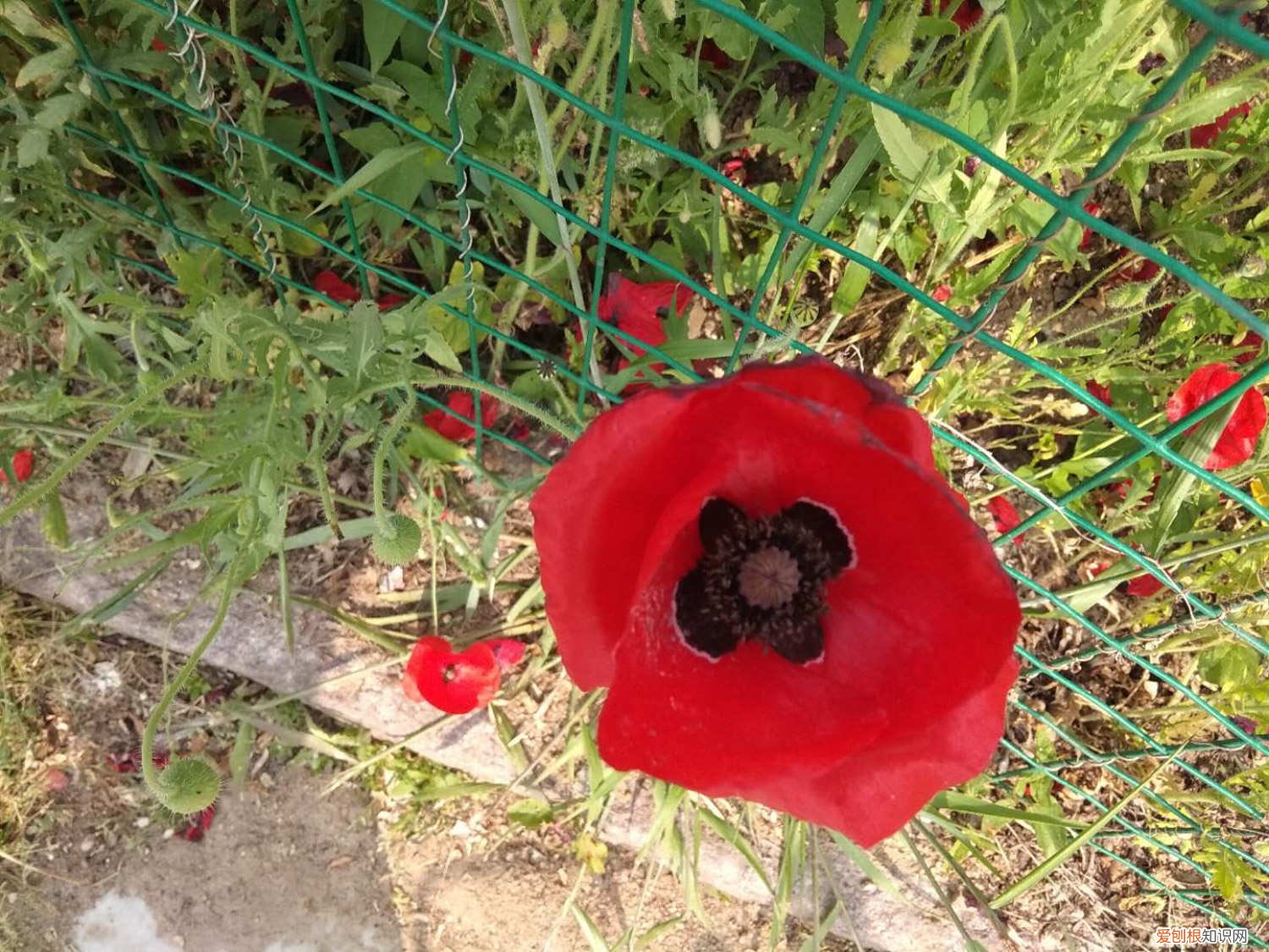 虞美人花什么时候播种? 虞美人什么时候播种，虞美人花图片