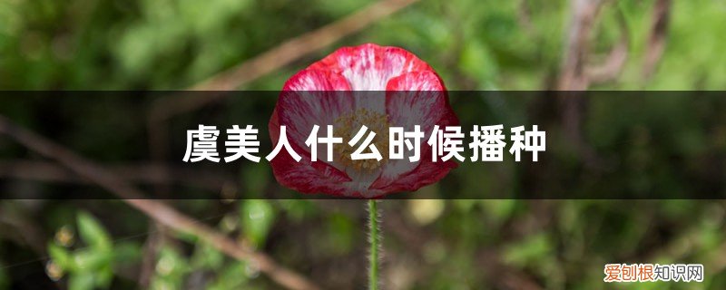 虞美人花什么时候播种? 虞美人什么时候播种，虞美人花图片