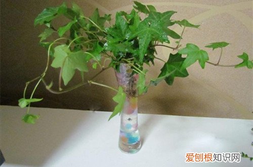图 常春藤如何水培 常春藤水培养殖方法和注意事项