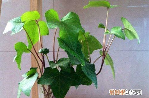 图 常春藤如何水培 常春藤水培养殖方法和注意事项