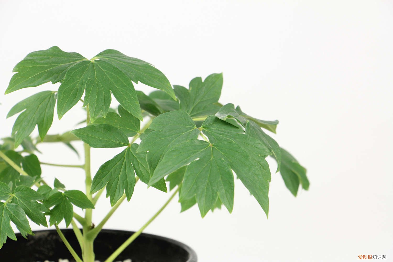 牡丹花怎么养,牡丹什么时候开花呢 牡丹花怎么养，牡丹什么时候开花