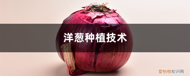 洋葱的种植技术 洋葱种植技术，洋葱图片