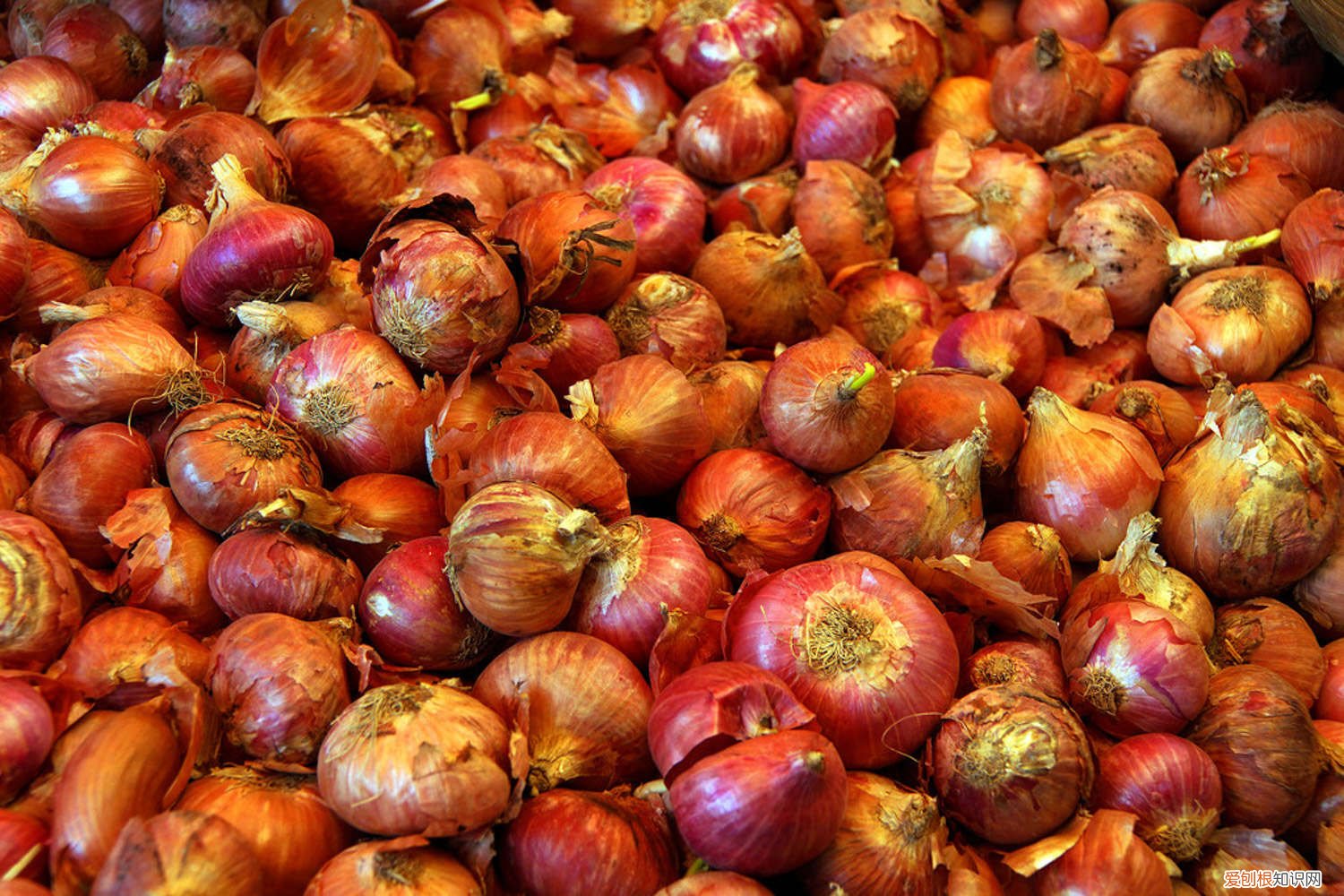 洋葱的种植技术 洋葱种植技术，洋葱图片