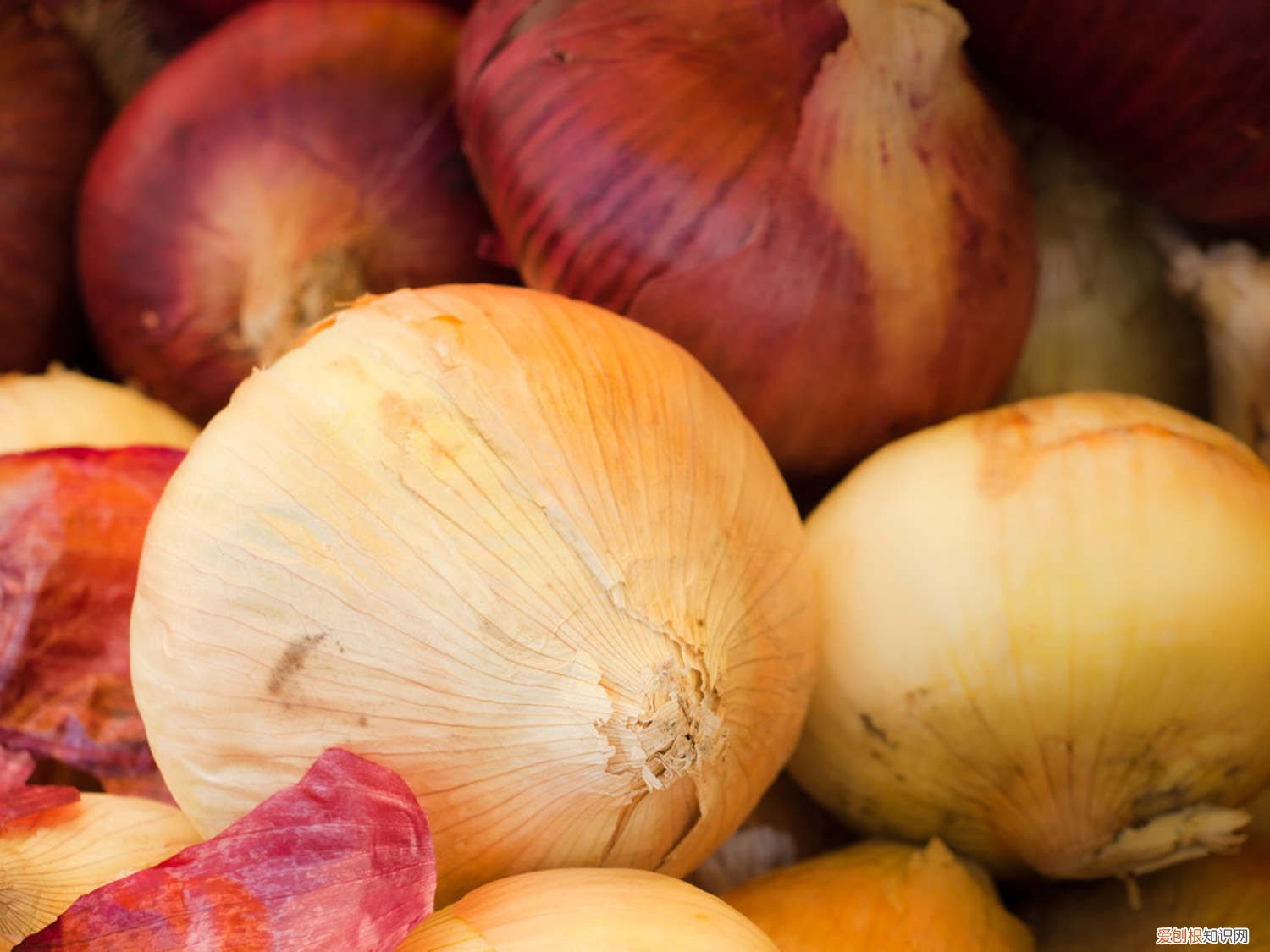 洋葱的种植技术 洋葱种植技术，洋葱图片