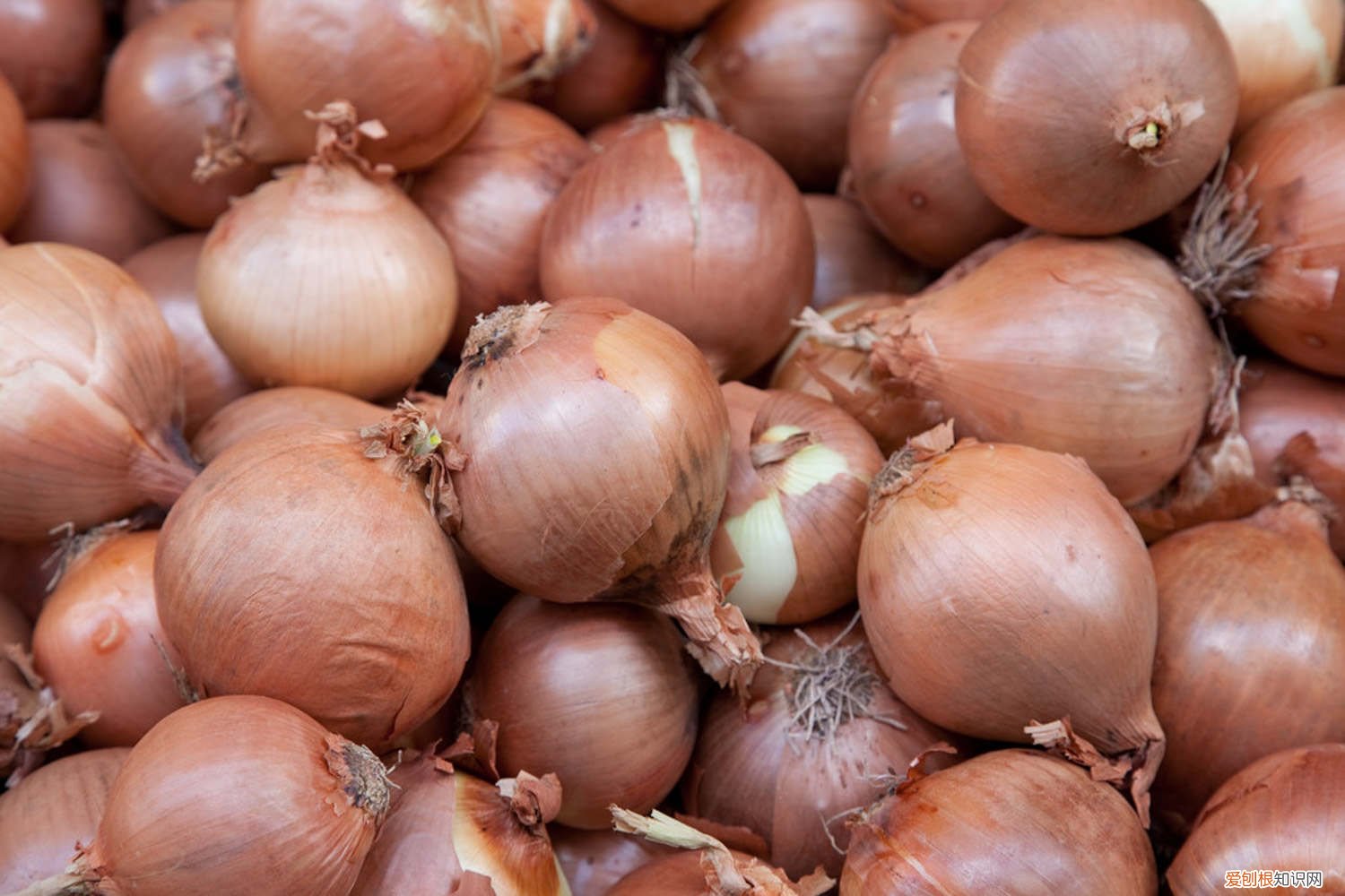 水培洋葱的方法和注意事项 水培洋葱的方法