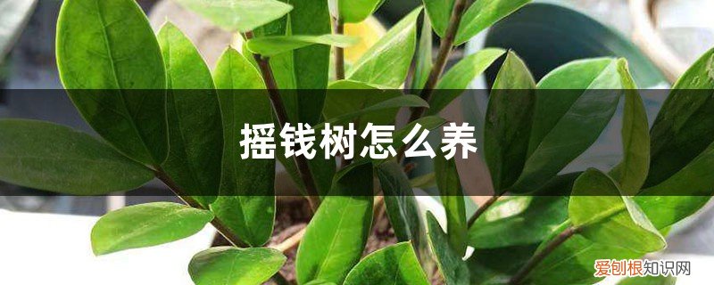 摇钱树绿植怎么养 摇钱树怎么养，摇钱树植物图片