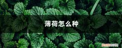 薄荷该怎么种植方法 薄荷怎么种，薄荷种植方法