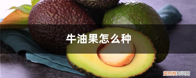 牛油果的生产地在哪里 牛油果怎么种，牛油果产地是哪里的