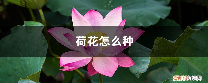 荷花种子怎样栽培 荷花怎么种,荷花种子的种植方法