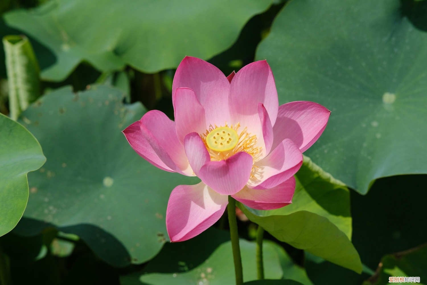 荷花种子怎样栽培 荷花怎么种,荷花种子的种植方法