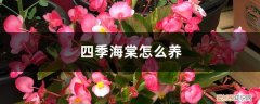 请问四季海棠怎么养 四季海棠怎么养，四季海棠图片