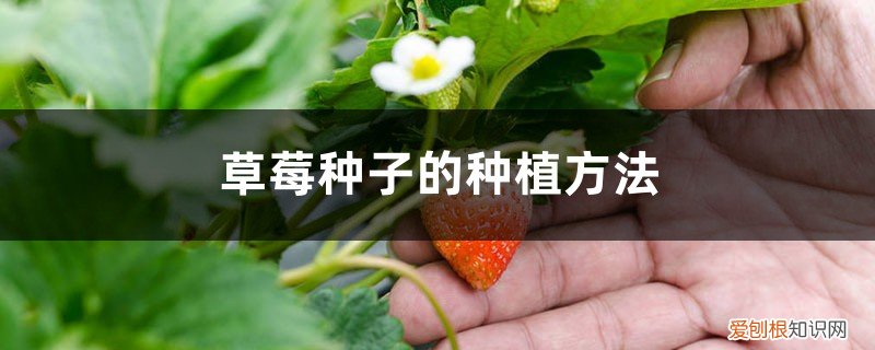 草莓种子种植方法和注意事项 草莓种子的种植方法，草莓种植时间和方法