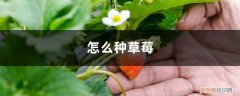 草莓怎么种 种植 怎么种草莓，草莓种植技术