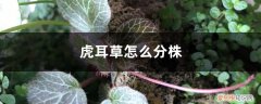 虎耳草叶子可以繁殖吗 虎耳草怎么分株栽培，繁殖方法有哪些