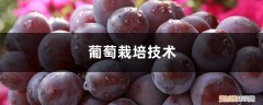 葡萄的栽培技术葡萄种植的方法 葡萄栽培技术，葡萄怎么种