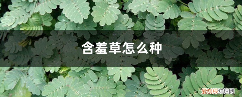 含羞草的简单相关资料 含羞草怎么种，含羞草的资料