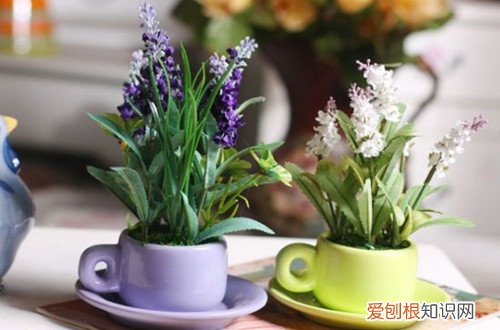 图 如何种植薰衣草 薰衣草的种植方法与注意事项