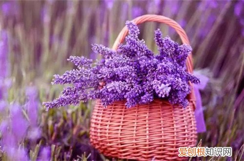 图 如何种植薰衣草 薰衣草的种植方法与注意事项