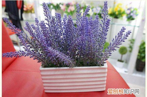 图 如何种植薰衣草 薰衣草的种植方法与注意事项