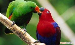 折衷鹦鹉会返野吗，折衷鹦鹉活多久