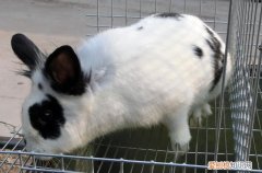 花巨兔饲养，花巨兔饲养管理