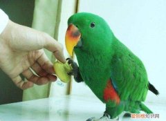 折衷鹦鹉要买什么笼子，鹦鹉笼推荐