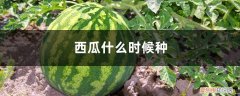 一般什么时候种西瓜 西瓜什么时候种，怎么种西瓜