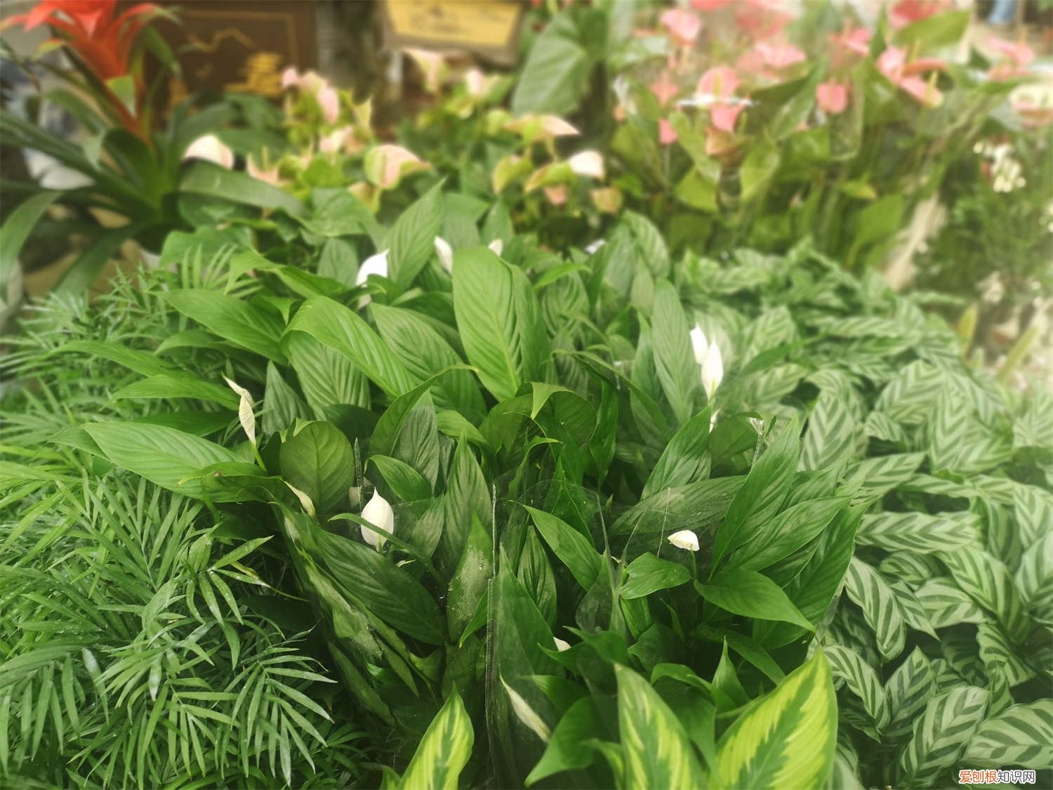 一帆风顺用深盆还是浅盆 一帆风顺适合深盆还是浅盆，一帆风顺花适合什么盆