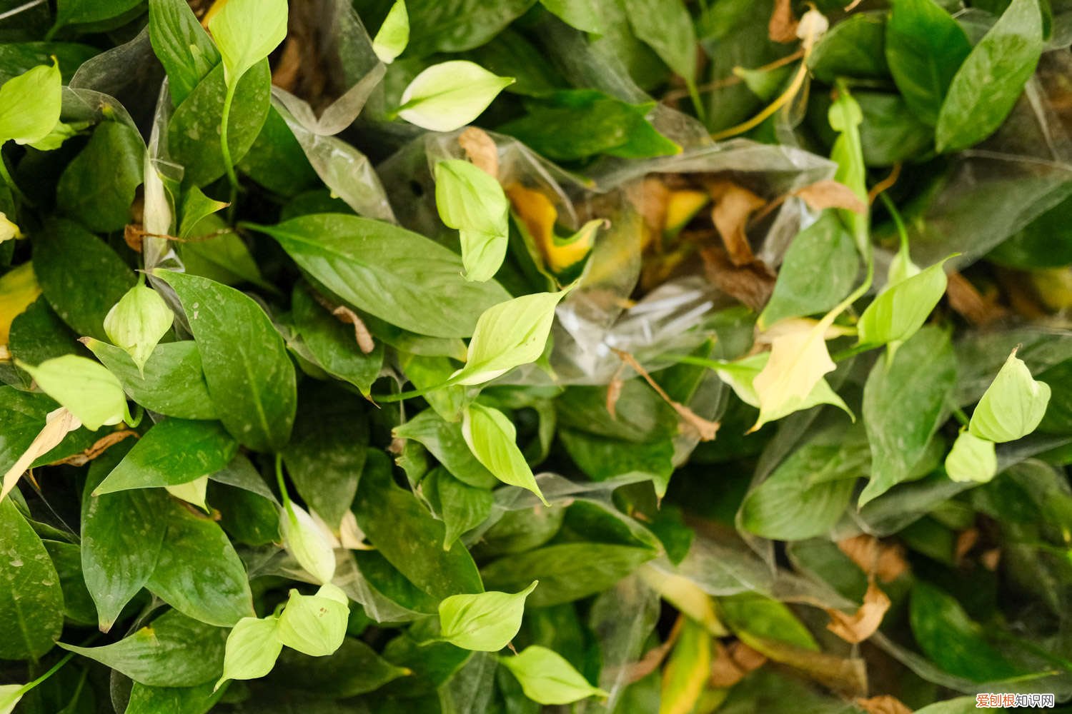 一帆风顺用深盆还是浅盆 一帆风顺适合深盆还是浅盆，一帆风顺花适合什么盆