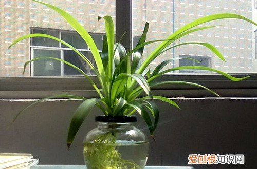 图 水培吊兰冬天怎么养 水培吊兰怎么过冬
