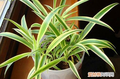 图 水培吊兰冬天怎么养 水培吊兰怎么过冬