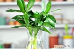 图 冬天富贵竹怎么水养 水培富贵竹如何过冬
