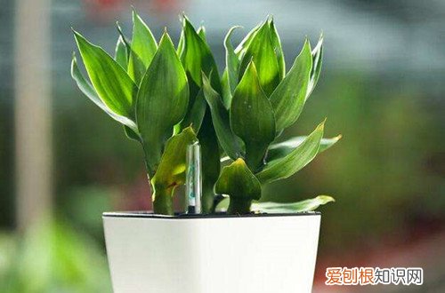 图 冬天富贵竹怎么水养 水培富贵竹如何过冬