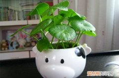 图 水培铜钱草冬天怎么养 水培铜钱草怎么过冬