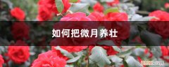 微月好养吗? 如何把微月养壮