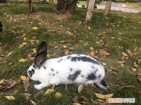 花巨兔一只多少钱,巨型兔多少钱一只