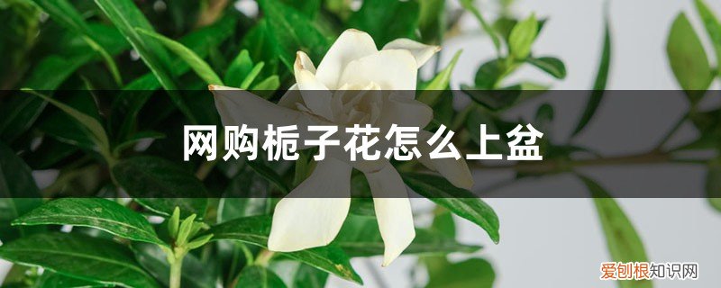 新买回的栀子花怎么入盆 网购栀子花怎么上盆