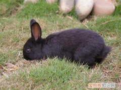中华黑兔性格，中华黑兔是什么品种