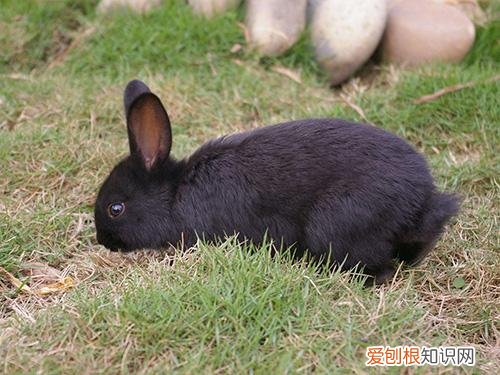 中华黑兔性格，中华黑兔是什么品种