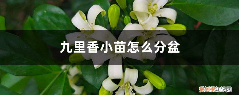 九里香小苗怎么养 九里香小苗怎么分盆